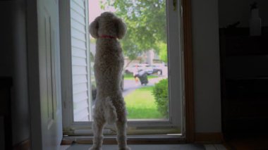 Altın karalamalı köpek evcil hayvanı evinin arka pençeleri üzerinde durur ve camdan kapıya bakar. Yüksek kalite 4k görüntü