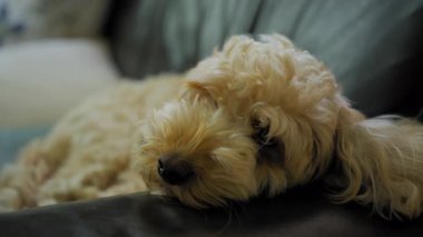 Goldendoodle köpeği ne yazık ki evdeki kanepede yatıyor. Kötü huylu bir köpek. Yüksek kalite 4k görüntü