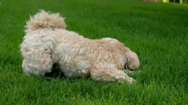 Labradoodle, Goldendoodle, ya da Poodle karışık köpeği yeşil çimlerin üzerinde sırtüstü yatıyor, muhtemelen şakasına yuvarlanıyor ya da esniyor. Yüksek kalite 4k görüntü