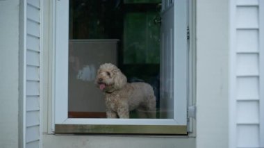 Camdan Dışarı Bakan Altın Çizgili Köpek. İçeride bekliyorum. Yüksek kalite 4k görüntü
