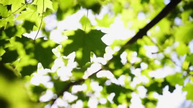 Ağaçtaki parlak yeşil yapraklar. Sıcak renkler ve parlak mavi gökyüzü güzel bir resim oluşturur. Güneş ağaç dallarından geçer. Dibe vurun. Yüksek kalite 4k görüntü