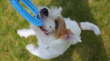 Jack Russell açık havada güneşli bir günde oynuyor. Mutlu Köpek oyuncakta asılı duruyor. Savaş oyunu römorkörü. Yüksek kalite 4k görüntü
