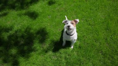 Jack Russell Terrier kameraya bakıyor ve havlıyor. Ağır çekim. Yüksek kalite 4k görüntü