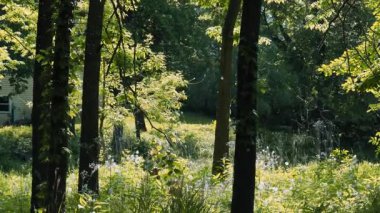Alerjik sorunlar. Karahindiba tüyü yazın yeşil çimlerin üzerinde yatar. Yavaş çekim görüntüsü. Yüksek kalite 4k görüntü