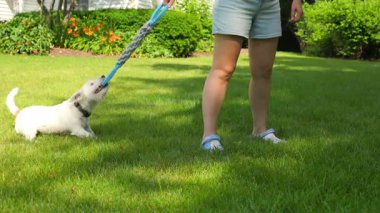 Jack Russell ve Goldendoodle güneşli bir günde sahibiyle oynuyorlar. Köpekler sahibinden bir oyuncak alıyor. Köpekler güçlü çeneler ve dişler. Yüksek kalite 4k görüntü