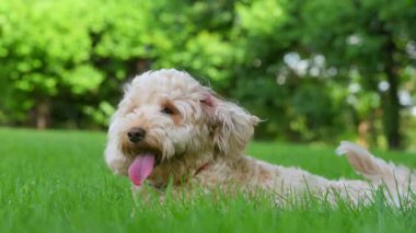 Labradoodle, Goldendoodle ya da fino köpeği yeşil çimlerin üzerinde yatıyor. Manzarayı kapat. Yüksek kalite 4k görüntü