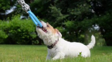 Jack Russell açık havada güneşli bir günde oynuyor. Mutlu Köpek sahibinden oyuncak alıyor. Savaş oyunu römorkörü. Yüksek kalite 4k görüntü