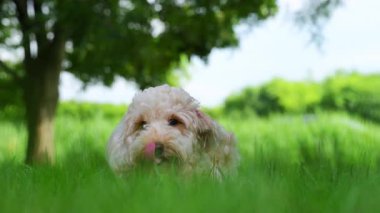 Labradoodle, Goldendoodle ya da fino köpeği yeşil çimlerin arkasında yatıyor. Manzarayı kapat. Yüksek kalite 4k görüntü