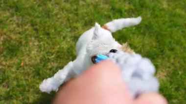 Jack Russell açık havada güneşli bir günde oynuyor. Mutlu Köpek oyuncağa asılmış. Savaş oyunu römorkörü. Yüksek kalite 4k görüntü