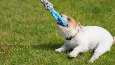 Jack Russell güneşli bir günde dışarıda oynuyor. Mutlu Köpek sahibinden oyuncak alıyor. Savaş oyunu römorkörü. Yüksek kalite 4k görüntü