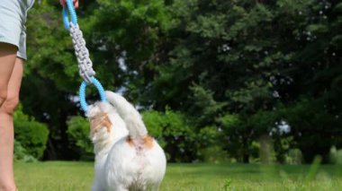 Jack Russell açık havada güneşli bir günde oynuyor. Mutlu Köpek zıplama ve oyuncak çekme. Savaş oyunu römorkörü. Yüksek kalite 4k görüntü