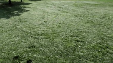 Havada ve sahada kabarık tüyler ve tohumlar. Havadaki parçacıklar polen ya da pamuk tohumu olabilir. Alerjiyi şiddetlendiren kavak. Yavaş çekim görüntüsü. Yüksek kalite 4k görüntü