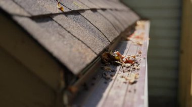 Çamur, enkaz, çatı oluğundan dökülen yapraklar tıkanmış bir sorun haline geldi. Sabit çekimi kapat. Yüksek kalite 4k görüntü