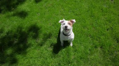 Jack Russell Terrier kameraya dikkatle bakıyor. Ağır çekim. Yüksek kalite 4k görüntü