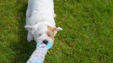 Jack Russell açık havada güneşli bir günde oynuyor. Mutlu Köpek oyuncağını sahibinden alıyor. Savaş oyunu römorkörü. Yüksek kalite 4k görüntü