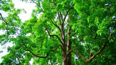 Parlak yeşil ağaç. Ilık parlak renkler ve mavi gökyüzü güzel bir resim oluşturur. Güneş ağaç dallarından geçer. Dibe vurun. Yüksek kalite 4k görüntü