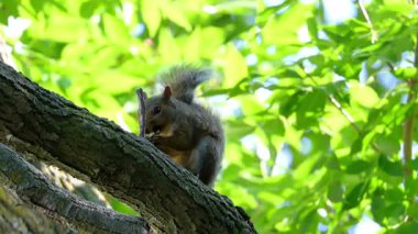Grey brown Squirrel on the tree trunk, enjoying a nut. High quality 4k footage