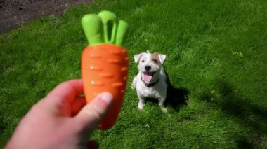 Cute funny jack Russell terrier jumps and catching an orange toy. View from behind. High quality 4k footage
