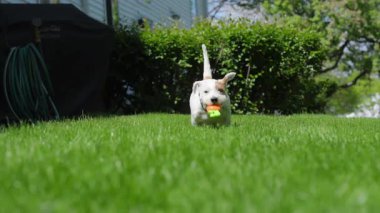 Cute funny jack Russell terrier bringing an orange toy, fake carrot. . High quality 4k footage