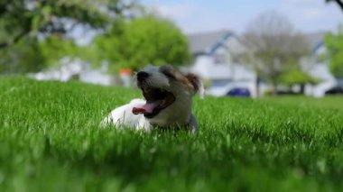 Jack Russell terrier laying on the grass and cooling down by evaporating moisture from his tongue and respiratory tract after exercise, in hot weather, or during excitement. High quality 4k footage