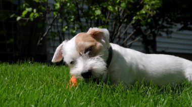 Cute funny jack Russell terrier chewing an orange toy while laying on the green grass. . High quality 4k footage