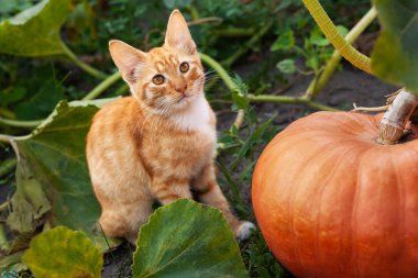 Tatlı kırmızı kedi yavrusu ve turuncu balkabağı. Cadılar Bayramı. Hayvanlara ve çevreye bakmak