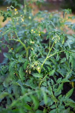 Bahçedeki çalıların üzerinde yeşil domatesler. Bitkilerle dolu bir yatak. Diy.