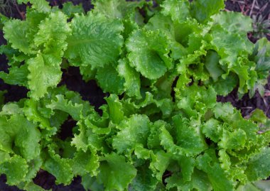 Taze yeşil marul, yeşil marul yaprakları. Bahçede kendi ellerinle yaptın.