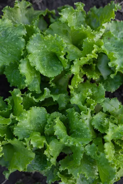 Vegetable garden of fresh green lettuce, green lettuce leaves close-up. Made with your own hands in the garden. vertical photography