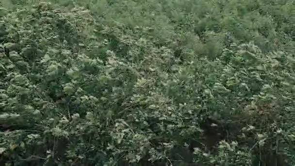 Bomen Zwaaien Slingerend Langs Gusty Wind Waait Voor Regenbui — Stockvideo