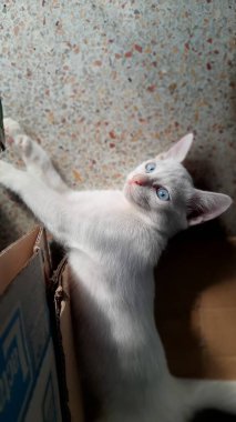 Karton kutuların üzerinde yatan sevimli beyaz kedinin yakın çekimi, mutlu hayvan..