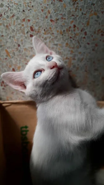 Karton kutuların üzerinde yatan sevimli beyaz kedinin yakın çekimi, mutlu hayvan..