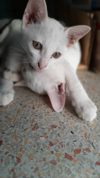 Evde yerde birlikte oynayan iki küçük beyaz kedi yavrusu, evcil hayvanlar..