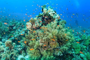 Mercan resifi Kızıl Deniz Balığı