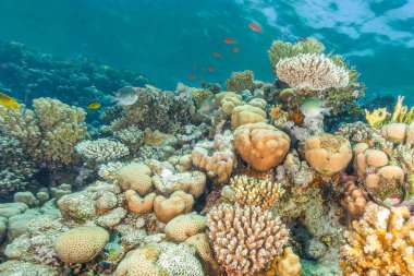Mercan resifi Kızıldeniz
