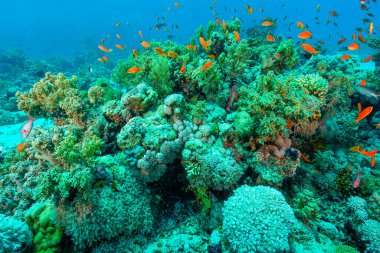 Mercan resifi Kızıldeniz
