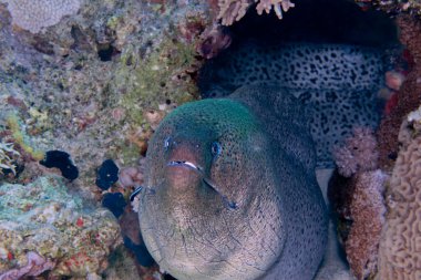 Kızıl Deniz Balığı. Dev Moray.