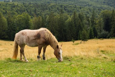 Dağlarda at stokluyor.
