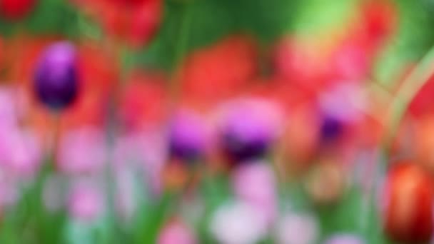 Video Med Overgangen Fokus Farverige Tulipaner Blomsterbed Stock-optagelser