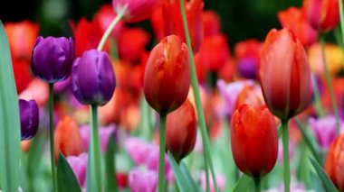 Çiçek tarhında renkli lalelerin odak noktası değişen video.