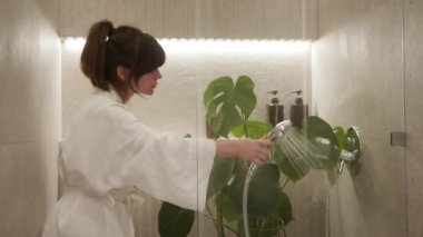 Keten kimonolu genç bir kadın ev bitkilerini temizliyor, ev banyosundaki yaprakların tozunu temizliyor. Çiçek sulamanın yakın çekim videosu.