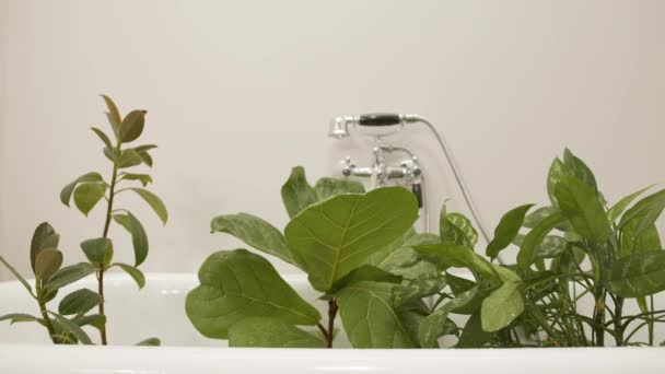 観葉植物の掃除のスライダーショットは 家庭用バスルームでバスタブでシャワーと観葉植物の葉植物からほこりを洗い流す 花の散水の閉鎖ビデオ — ストック動画