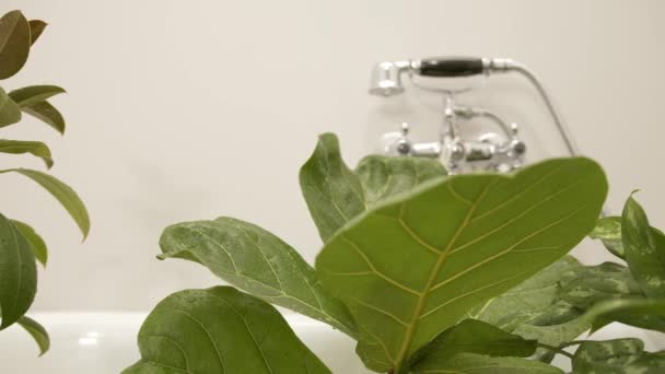Schieberegler Zur Reinigung Von Zimmerpflanzen Abwaschen Von Staub Von Zimmerpflanzenblättern — Stockvideo