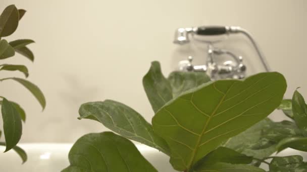 観葉植物の掃除のスライダーショットは 家庭用バスルームでバスタブでシャワーと観葉植物の葉植物からほこりを洗い流す 花の散水の閉鎖ビデオ — ストック動画