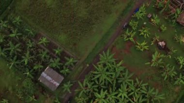 Palmiye ağaçları, evler ve yeşil tarlalar üzerinde uçan insansız hava aracı görüntüsü. Doğal manzara, Endonezya kırsal alan, ekili tarlalar ve tarım çayırı