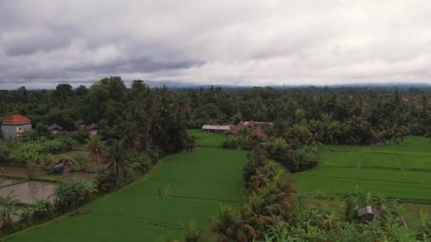 トップビュードローンヤシの木 熱帯林の上を飛んで撮影し 緑のフィールドを栽培した 曇り空の下での自然景観と農村部の家の空中風景 — ストック動画