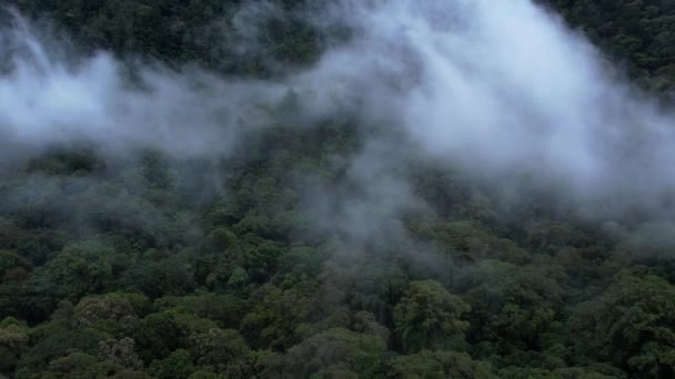 Drona Lotnicza Lecąca Tropikalnym Lasem Deszczowym Mgła Zielone Drzewa Widok — Wideo stockowe