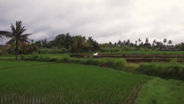 ドローンは 栽培された水田 熱帯林や牧草地を飛んでショット 曇り空の下でインドネシアの自然景観と農村部の家の空中ビュー — ストック動画