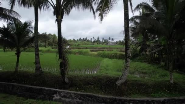 Letecký Pohled Rýžové Pole Vodě Skládané Terasy Zpomalený Pohyb Přeletěl — Stock video