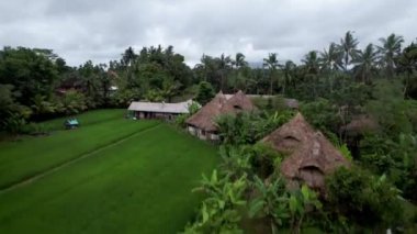 İnsansız hava aracı ekili pirinç tarlalarının üzerinde uçuyor, terasları ve evleri olan köyleri istifliyor. Palmiye ağaçları, tarlalar ve bulutlu gökyüzü. Tarım, ekin ve gıda üretimi kavramı